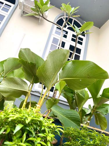a bunch of green plants in front of a building at Villa Ruby - with private swimming pool in Kota Bharu