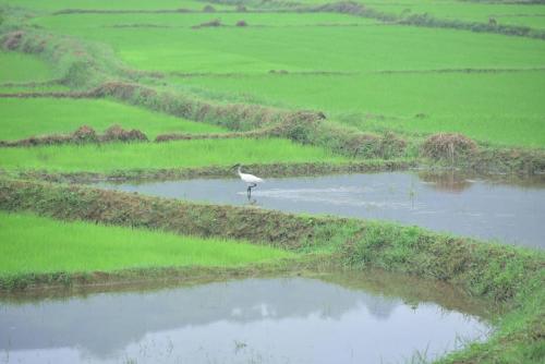 a white bird standing in a field of water at MARGOSA MOUNTAIN VILLA in Galewela