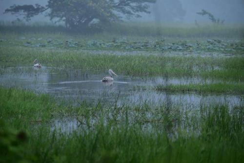 two birds in the water in a field at MARGOSA MOUNTAIN VILLA in Galewela