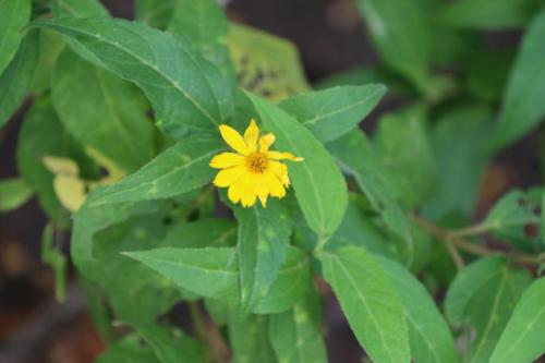 a yellow flower on a plant with green leaves at Le Colibri et le Frangipanier in La Trinité