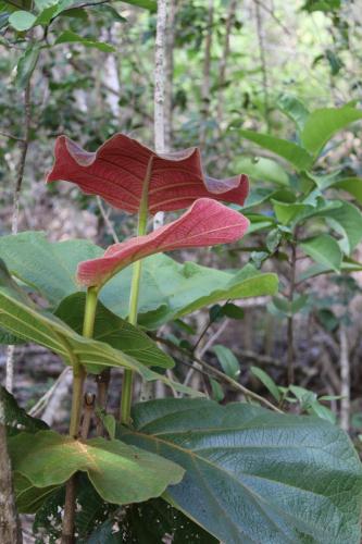 a close up of a flower on a plant at Le Colibri et le Frangipanier in La Trinité