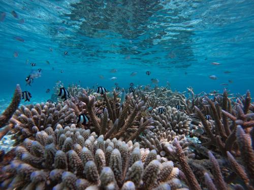 a coral reef with fish in the ocean at Blue Water Thoddoo Inn in Thoddoo