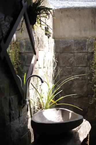 a window with a plant in a bowl next to a stone wall at Java Turtle Lodge Meru Betiri in Banyuwangi