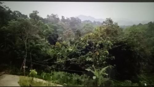 vistas a un frondoso bosque con árboles en Glamping Kalimarno Wonosalam en Tukum