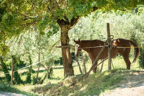 a brown horse standing next to a tree at Agriturismo Fattoria Lavacchio in Pontassieve