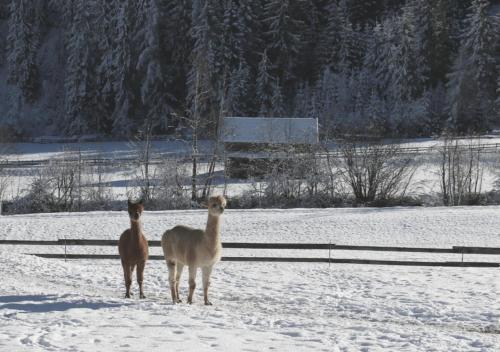 two animals standing in a snow covered field at Apartment VIERSTERNE in Neustift im Stubaital