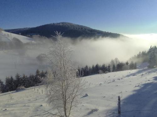 a tree on a snowy hill with fog in the distance at Sowi Stok in Sokolec