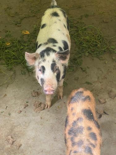 two pigs standing next to each other in the dirt at Hotel Fazenda Bonanza in Engenheiro Paulo de Frontin