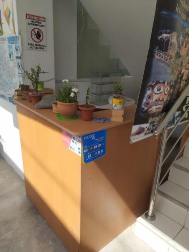 a counter with potted plants on top of it at Ambigua Hospedaje in Trujillo