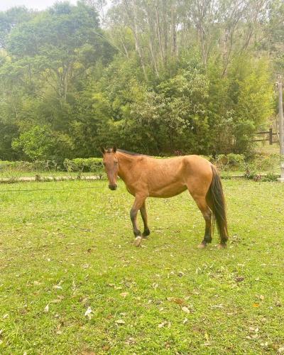 a brown horse standing in a field of grass at Hotel Fazenda Bonanza in Engenheiro Paulo de Frontin