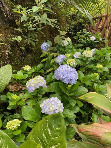 a garden with purple flowers and green plants at Hotel Fazenda Bonanza in Engenheiro Paulo de Frontin