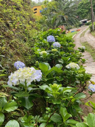 a garden with purple and white flowers next to a path at Hotel Fazenda Bonanza in Engenheiro Paulo de Frontin