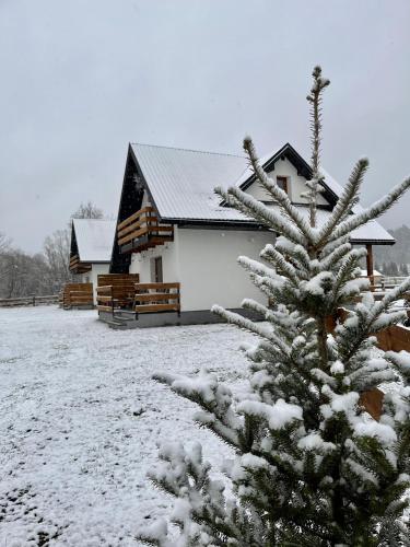 a house with a snow covered tree in front of it at Domki nad rzeką- Smerekowiec in Smerekowiec
