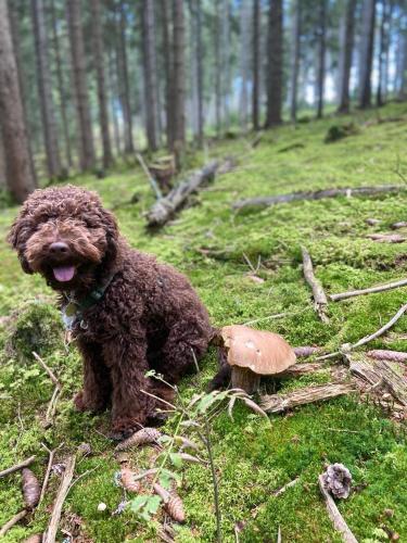 Mascotas con sus dueños en Landhaus Marmorata