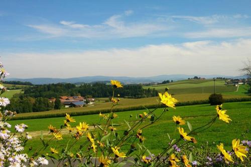 a field of yellow flowers in a green field at Ferienwohnung im bayerischen Wald in Tittling