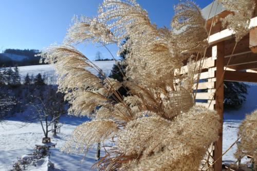 a palm tree covered in frost in the snow at Biohof Teufel in Lunz am See