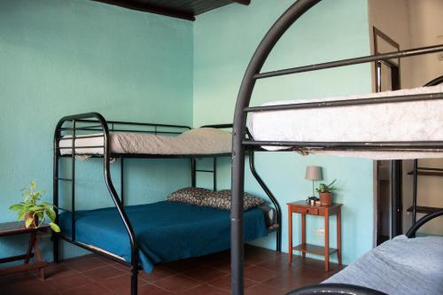 a bedroom with two bunk beds with blue walls at Hostel La Botella de Leche - Tamarindo in Tamarindo
