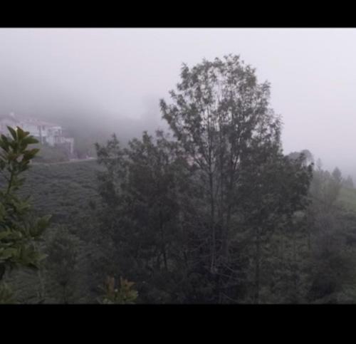 科塔吉里的住宿－The Valley Villa，雾中树