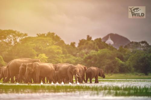 a herd of elephants standing in the water at Wilpattu Wildhideaway in Galkadawala
