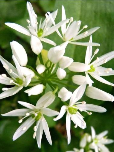 a group of white flowers on a plant at Mecsek Virágai Lak in Magyarhertelend