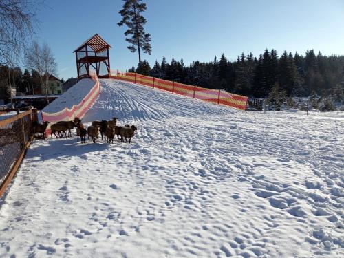 a group of animals walking down a snow covered slope at Penzion Šumavous in Vimperk