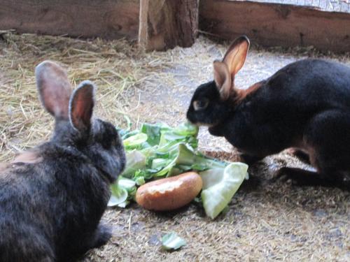 twee zwarte konijnen die sla en wortel eten bij Der Schnuckenhof in Schneverdingen