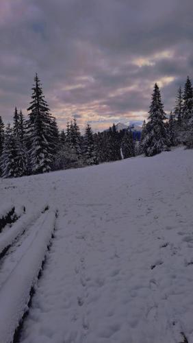 a snow covered field with trees in the background at Goralove Pole in Brzegi