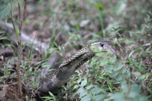 a snake with a long tail in the grass at Ceylon Resort in Wilpattu