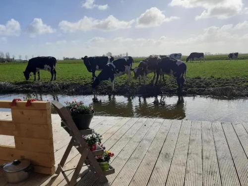 una manada de vacas bebiendo agua de un estanque en Prive jacuzzi cows dairyfarm relaxing sleeping, en Hitzum