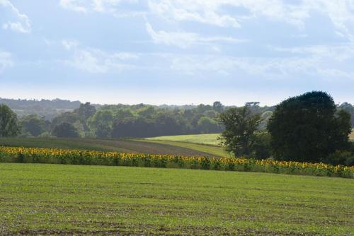 a field with sunflowers in the middle of a field at The Stables, relax in 5 star style and comfort with lovely walks all around in Great Maplestead