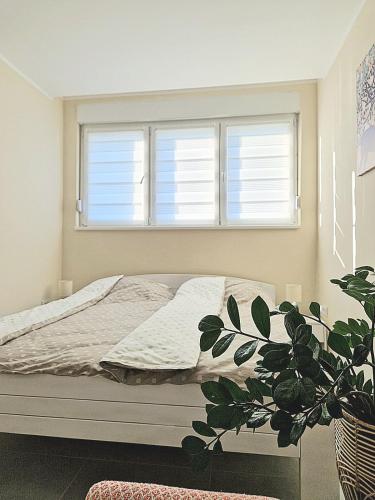 a bedroom with a bed and two windows at Oaza apartmani 2 in Senta