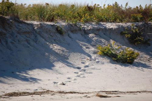 a pair of footprints in the sand on a beach at Old Harbor Inn in Chatham