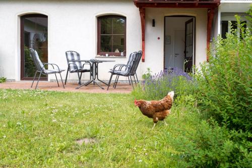 a chicken walking in the grass in front of a house at Familienhaus Sonne in Mukran