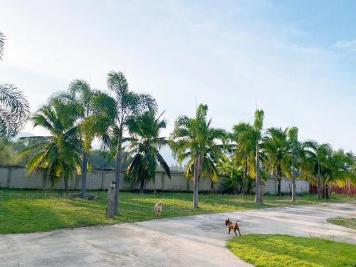 two dogs walking down a road with palm trees at The An Ant บ้านพัก&โฮมสเตย์ in Sam Roi Yot