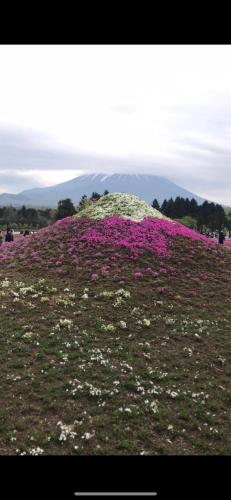 a field of purple flowers in a field at 桜の宿28 square meter king size bed with sofa bed, garden room102 in Tokyo