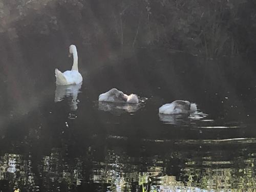 three swans are swimming in the water at Wrens Nest in Axminster