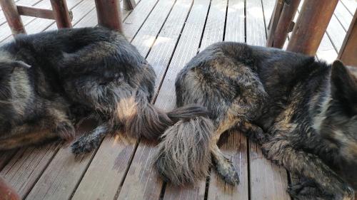 Domácí mazlíčci ubytovaní s hosty v ubytování 33 on Smuts Selborne