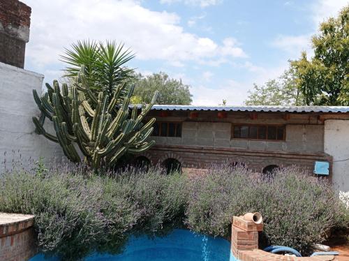 einen Garten mit einem Kaktus und einem Haus in der Unterkunft Hermosa casa con parque in Cordoba