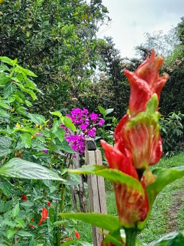 a close up of a red flower in a garden at La Posada de las Aves in San Rafael
