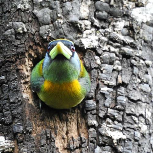 a bird is sitting on the side of a tree at La Posada de las Aves in San Rafael