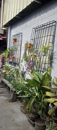 kilka roślin przed budynkiem w obiekcie The Plant House in Iloilo City 12Pax w mieście Iloilo