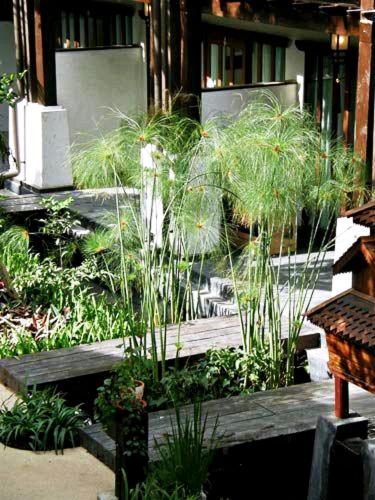 a garden with tall grass and plants in front of a building at Yantarasri Resort in Chiang Mai
