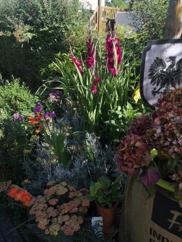 una exposición de flores y plantas en un jardín en Pension zum Sägebock, en Berlín