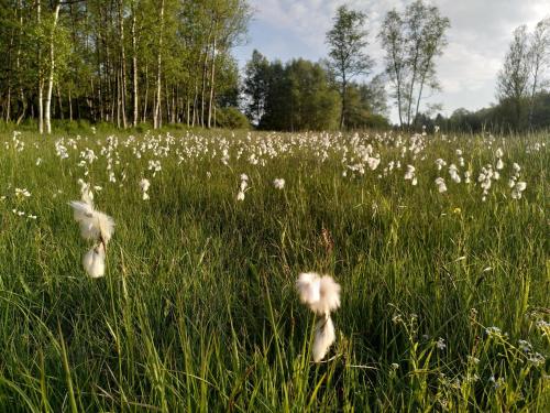 a field full of white dandelions in the grass at Ferienhaus Schellerhäusl in Kurort Altenberg
