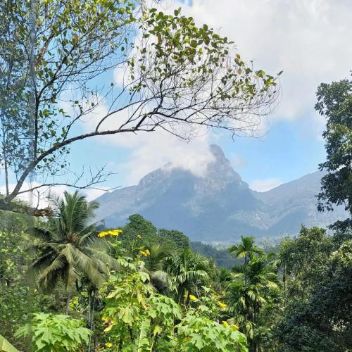 a mountain in the middle of a forest with palm trees at Palabaddala Tea and Eco Lodge in Ratnapura