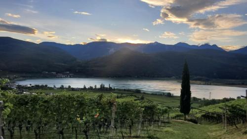 uitzicht op een meer en een bos wijnstokken bij Arzenhof, Baron Di Pauli in Caldaro