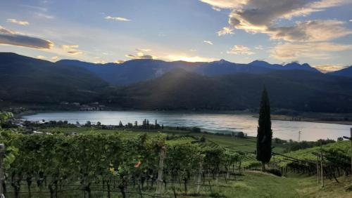 a view of a lake and a bunch of vines at Arzenhof, Baron Di Pauli in Caldaro
