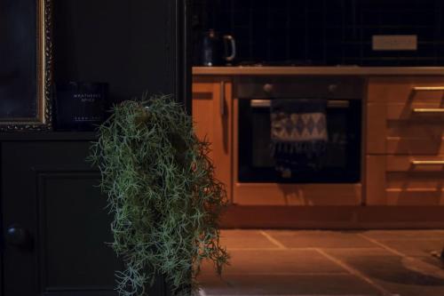a potted plant sitting in front of an oven at BOHOME moody 2 bed garden cottage Macclesfield centre in Macclesfield