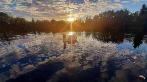 a swan swimming on a lake with the setting sun at Hotel Seestuben in Villach