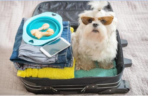 a dog wearing sunglasses sitting in a suitcase at Hotel Rosa da Ilha Guaruja - Perto do Mar com piscina in Guarujá